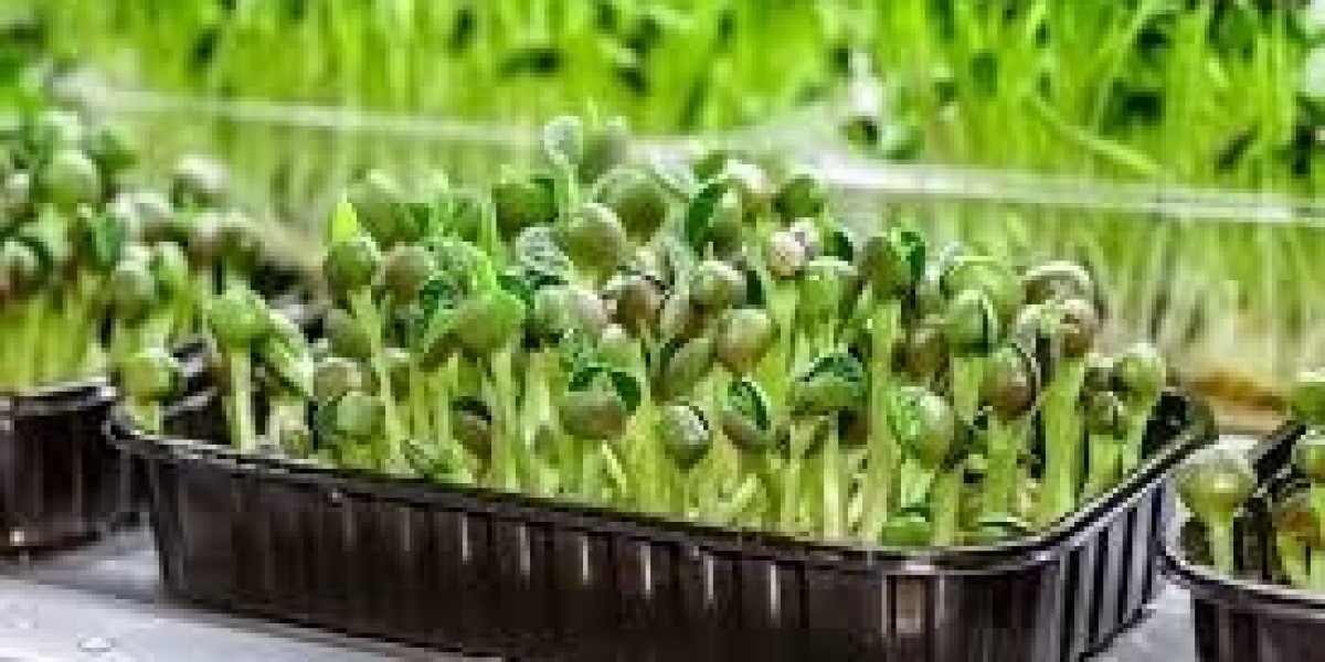 Microgreens: Detailed Report on Manufacturing, Machinery and Plant Setup Cost