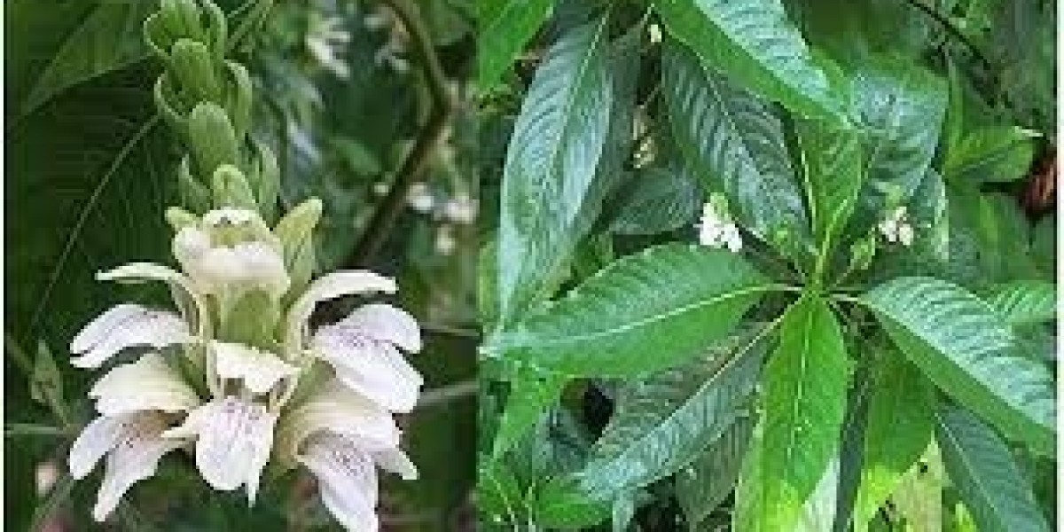 Herbal Healing on the Rise: Growth of the Adhatoda Vasica Extract Market