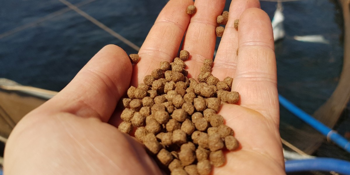 Aquaculture Feed Market Dynamics: Growth Drivers, Emerging Trends, Challenges, and Future Outlook for Sustainable Develo