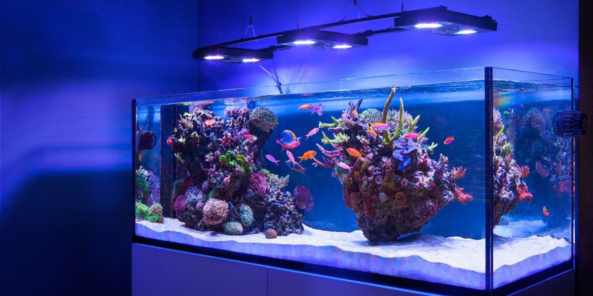 Aquarium Water Treatment Market Trends in Eco-Friendly and Natural Solutions