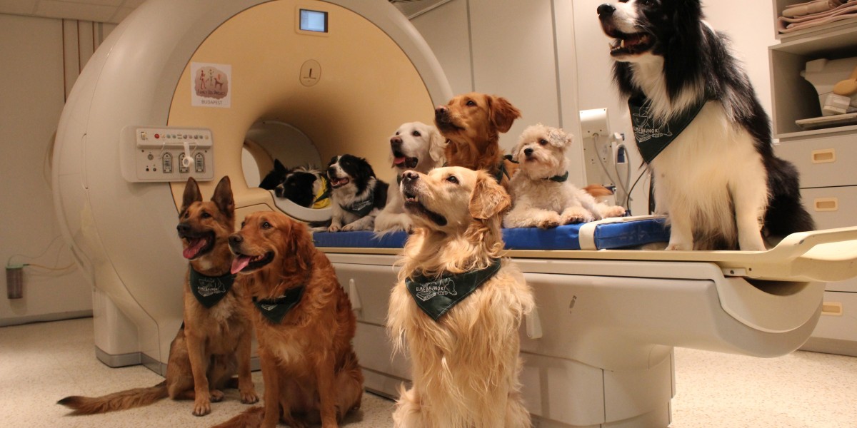 Veterinary MRI Systems Market Revolutionizing Diagnostics with Advanced Imaging and AI Integration