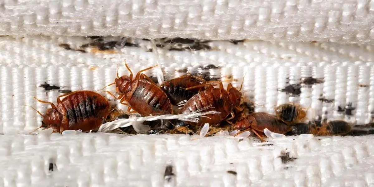 Expert Pest Control Advice and Bedbugs Services Overview