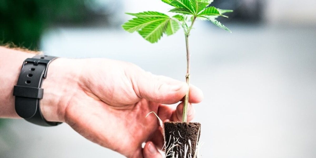 How To Find Marijuana Clones For Sale With Better Buying And Delivery Options