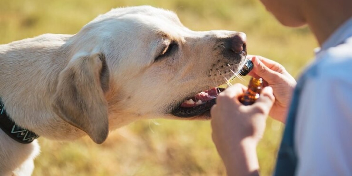 Premium CBD Dog Treats for Relaxation and Calm