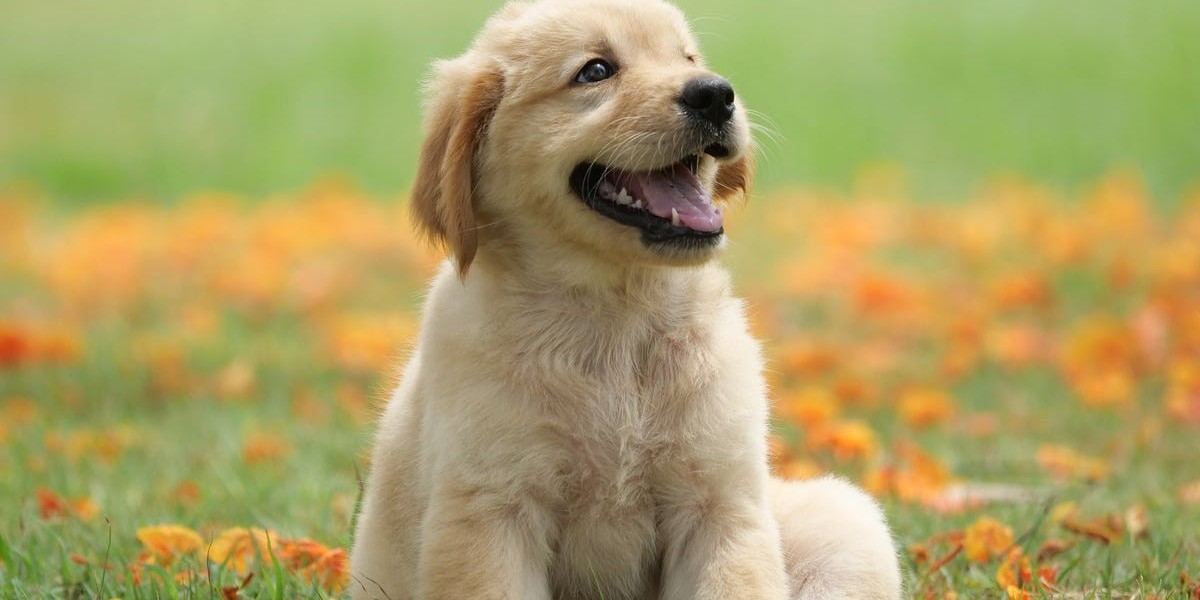 Why the Good Walker Leash is the Secret to Stress-Free Dog Walks