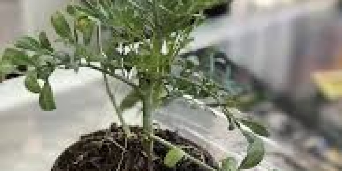 The Ruda Plant: Nature’s Protective Herb with Deep Roots in Tradition
