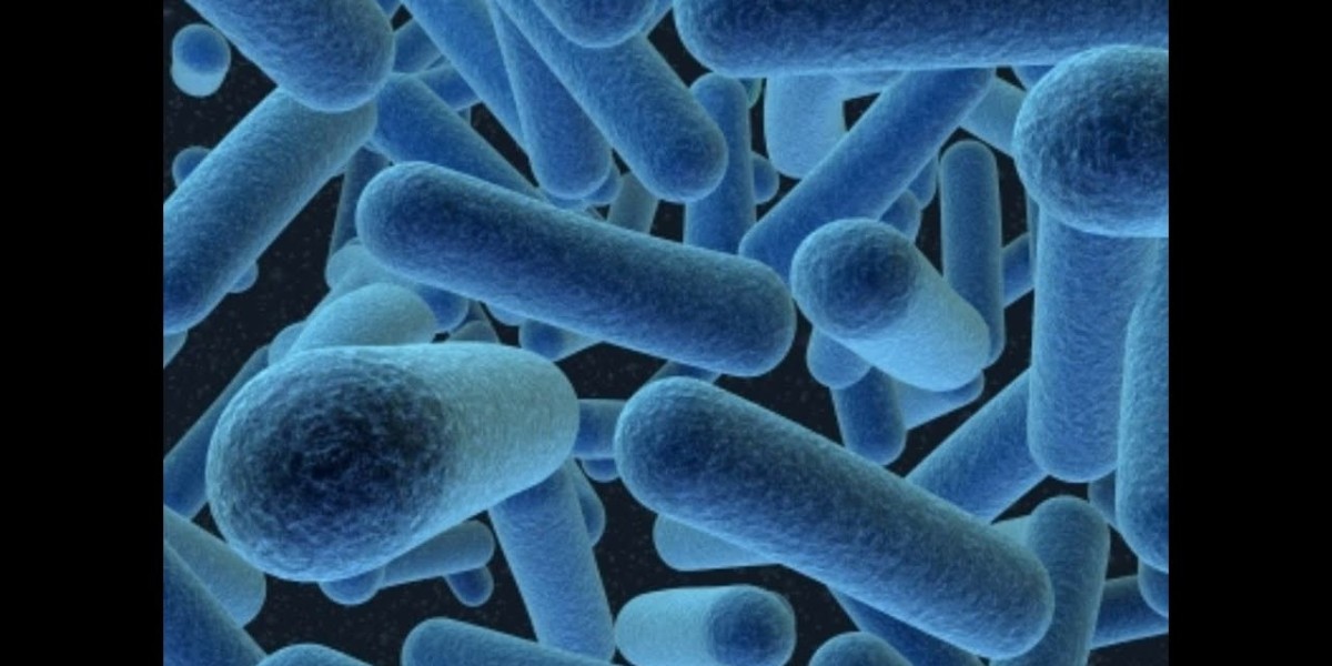 Bacillus Coagulans Market Dynamics: Key Drivers, Restraints, and Shifting Consumer Behavior Across Global Health Markets