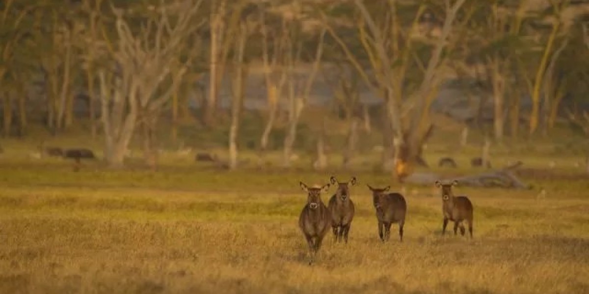 Wild Voyager Masai Mara Tour Packages: Witness Nature’s Grand Spectacle