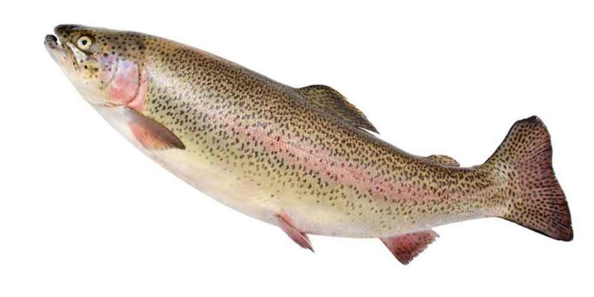 Rainbow Trout Market Sustainable Solutions Empowering Farmers to Meet Growing Health-Conscious Consumer Demand