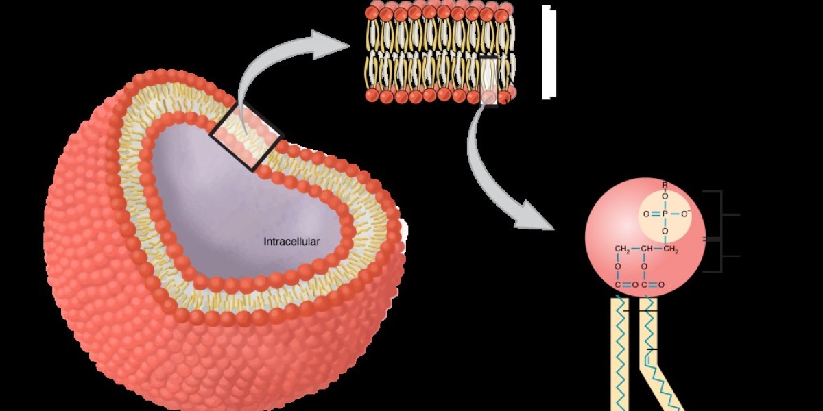Phospholipids Market Intelligence: Key Trends, Growth Drivers, and Future Opportunities to 2030