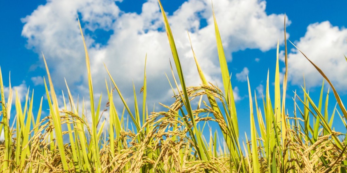 Oryzenin Market Size, Share, Trends, Forecasts To 2033
