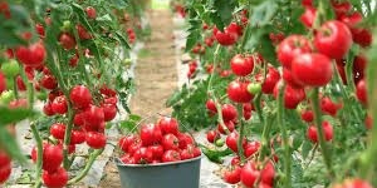 The Future of Tomato Farming: Controlled Environments and Market Expansion