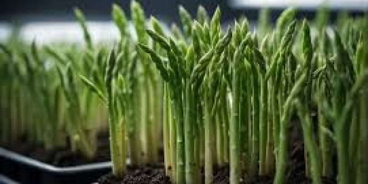 Hydroponic Asparagus: A Sustainable Innovation for Modern Farming