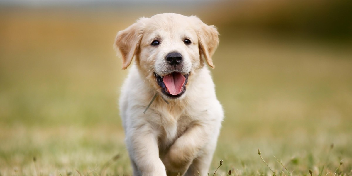 How to find a trusted breeder for miniature golden retrievers