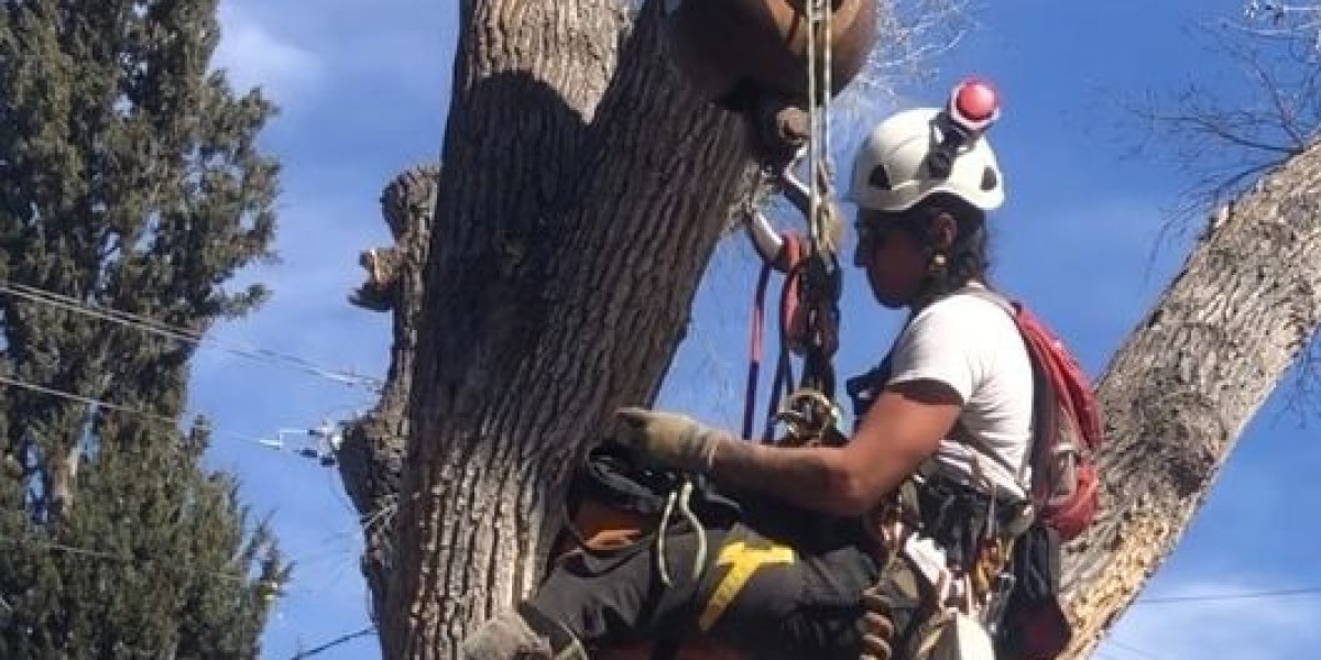 Affordable Tree Service: Smart Solutions for Tree Care on a Budget