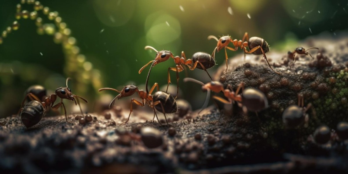 How Do I Get Rid of Ant Hills in My Lawn?