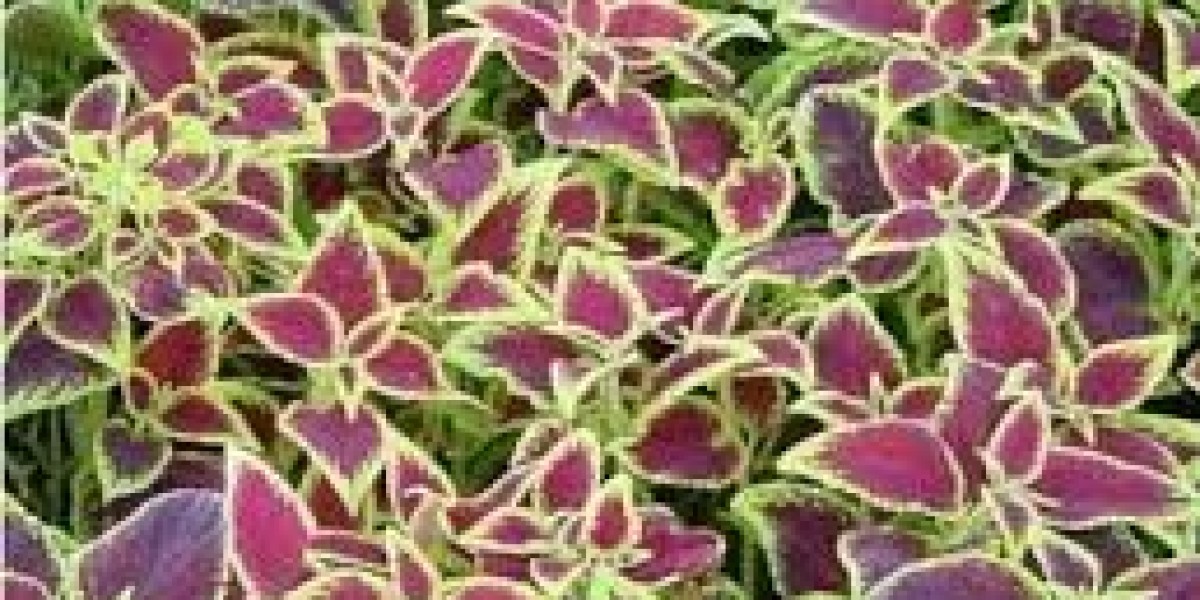Forskolin Market Dynamics: Rising Awareness of Natural Weight Management Solutions Fuels Market Demand