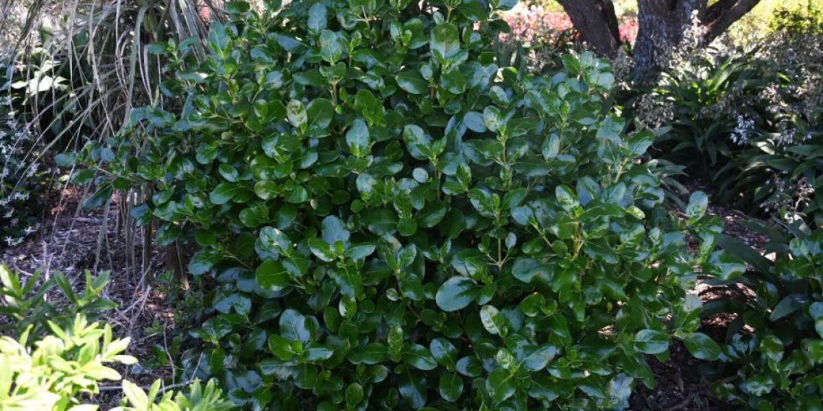 Why Gardeners Love These Evergreen Ground Cover Plants