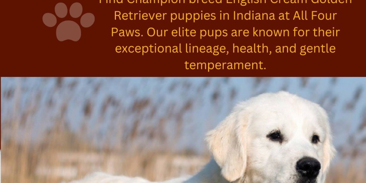 Champion Bred Golden Retriever Puppies in Indiana, Midwest & Florida from Top Lineages