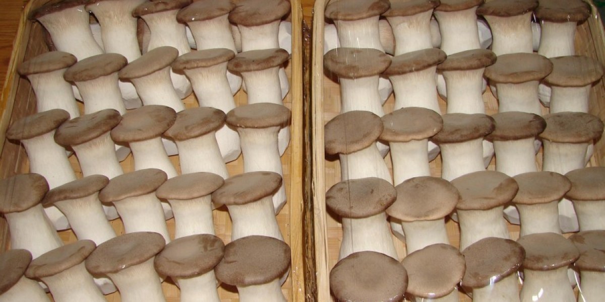 Mushroom Packaging Market Benefits from Consumer Shift Toward Zero-Waste and Compostable Packaging Practices
