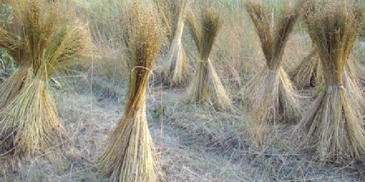 Plant Based Textile Fibres Market Expands as Ethical Consumerism Shapes Fashion and Apparel Industries