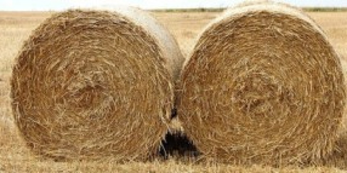 The Global Straw Market in Transition: From Plastic to Eco-Friendly Alternatives