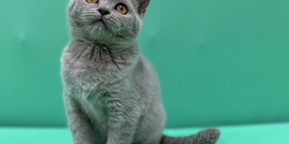 Cat Adoption in UAE