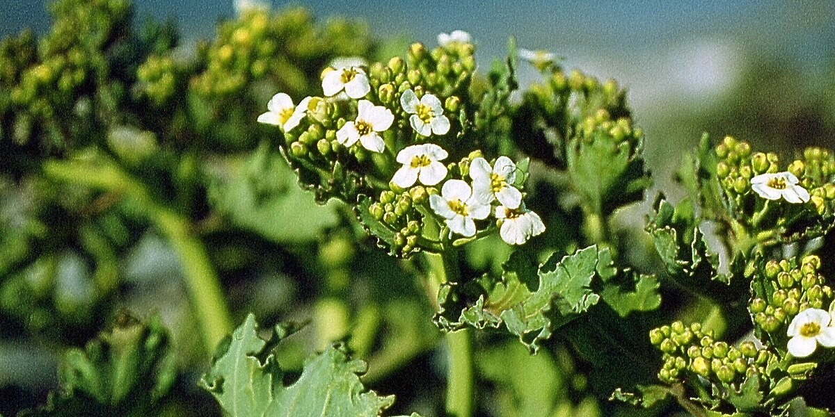 Crambe Abyssinica Seed Oil Market: Exploring the Growing Potential, Trends, Applications, and Forecasts