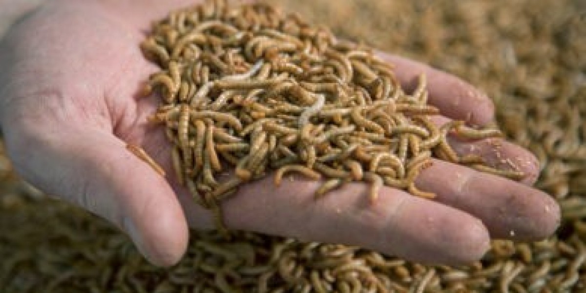 Insect Feed Market: Current Scenario and Emerging Opportunities Across Regions