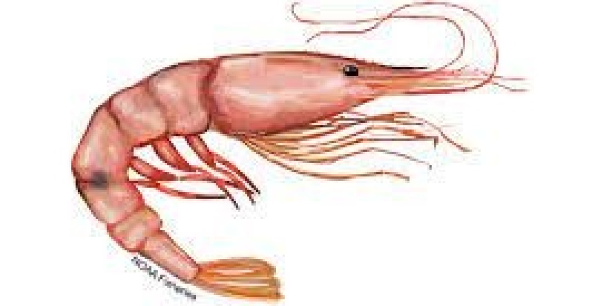 North America Shrimp Market Size and Key Trends to Watch by 2032