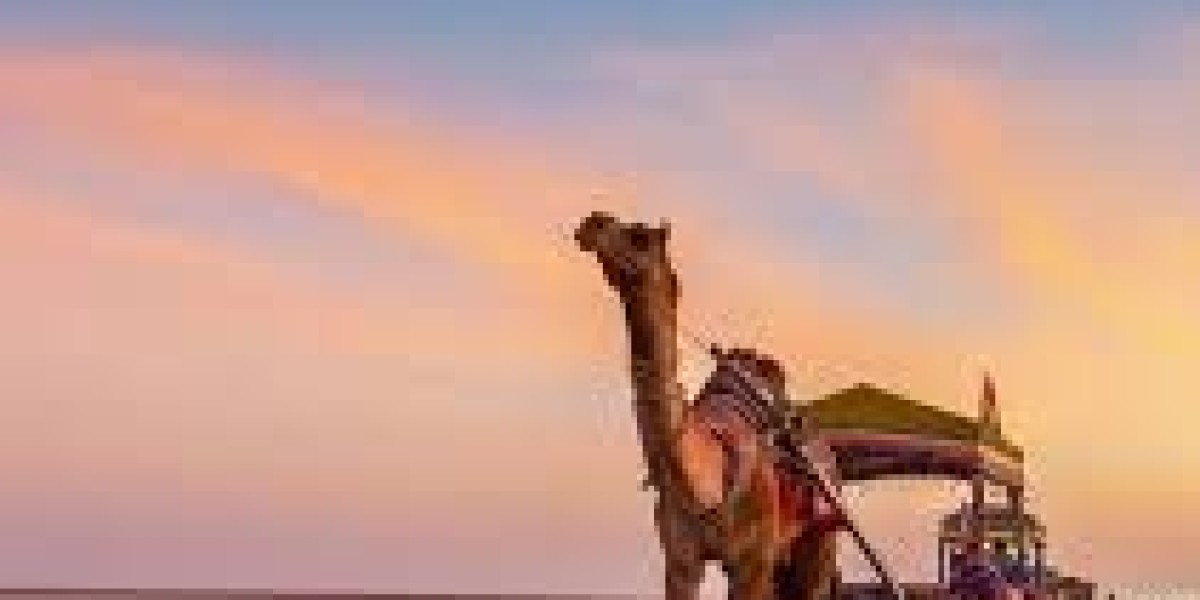 Discover Unique Cultural Journeys with Rann of Kutch Tour Packages and Egypt Tour Packages