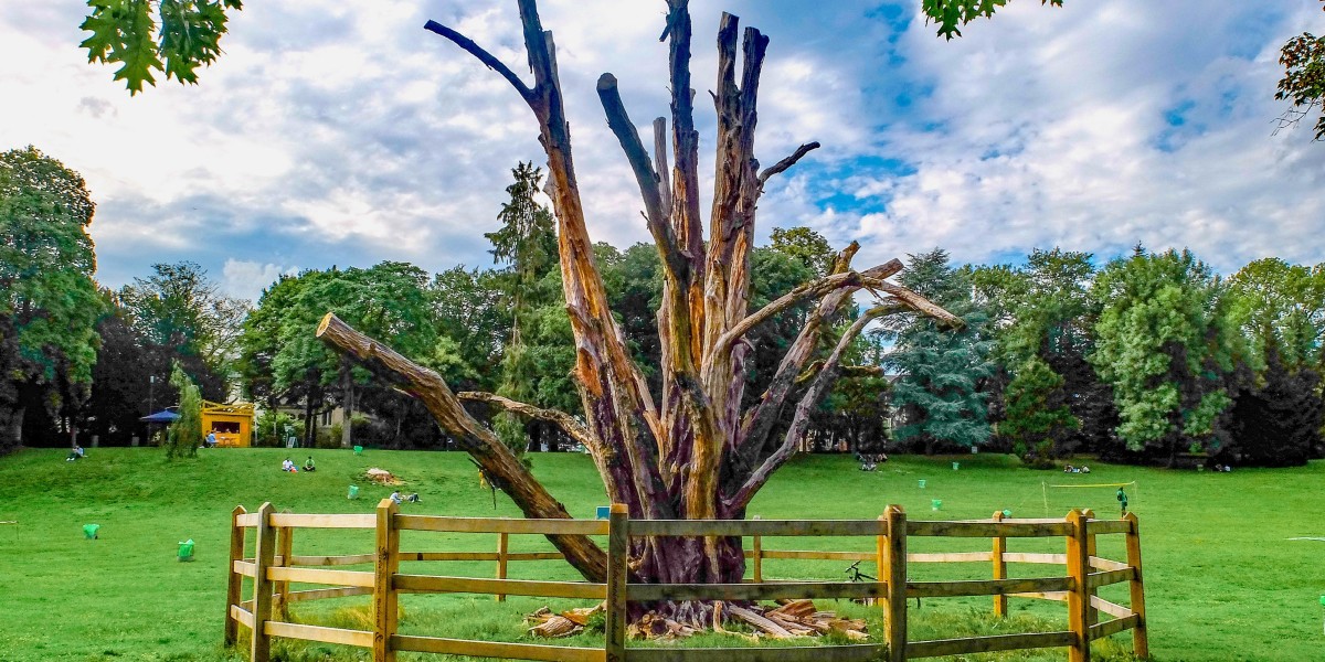 When to Call for Deadwood RemovalHuddersfield Services?