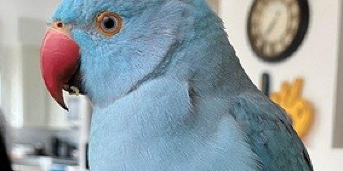 3 Reasons a Parakeet is a Good Pet