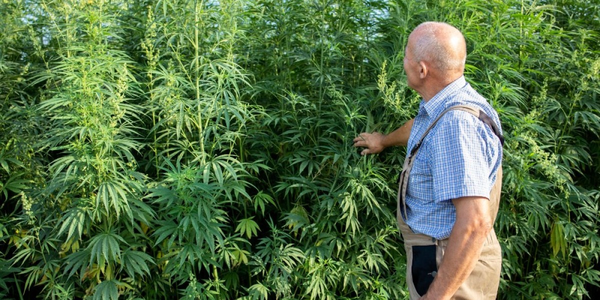 Industrial Hemp Market Outlook 2024–2033: Trends, Applications, and Global Growth Opportunities