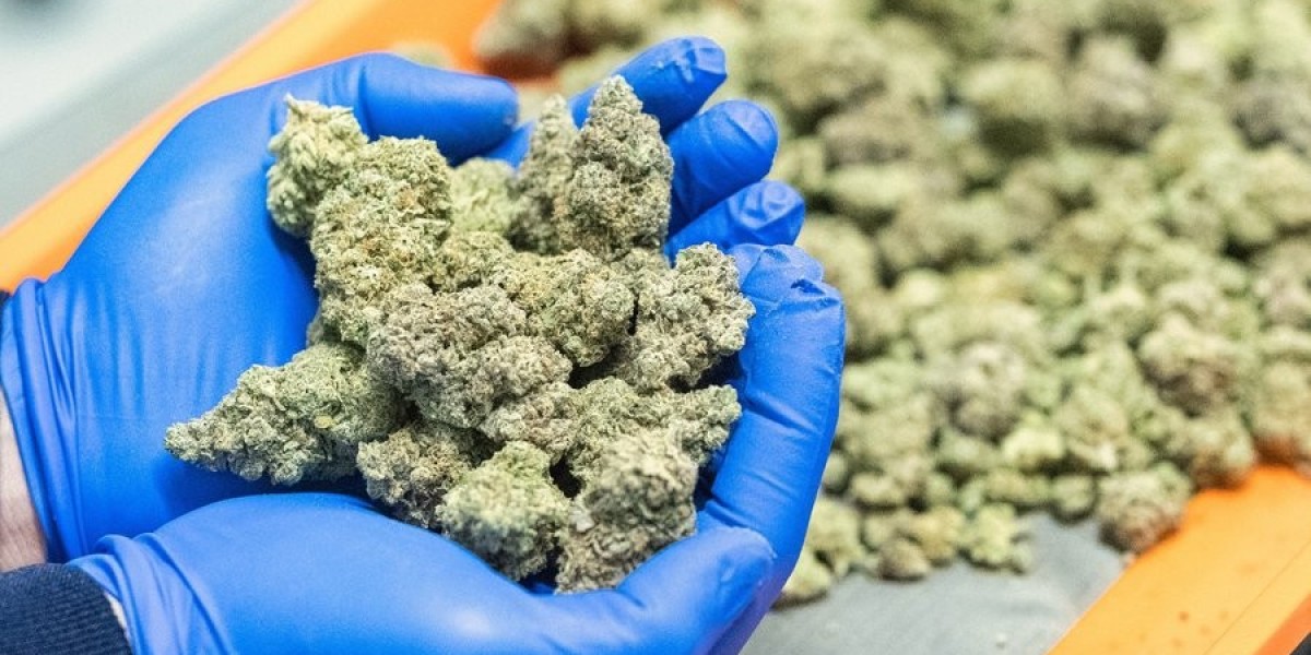 Exploring the Cannabis Packaging Market: Size, Growth Outlook, and Regional Forecast