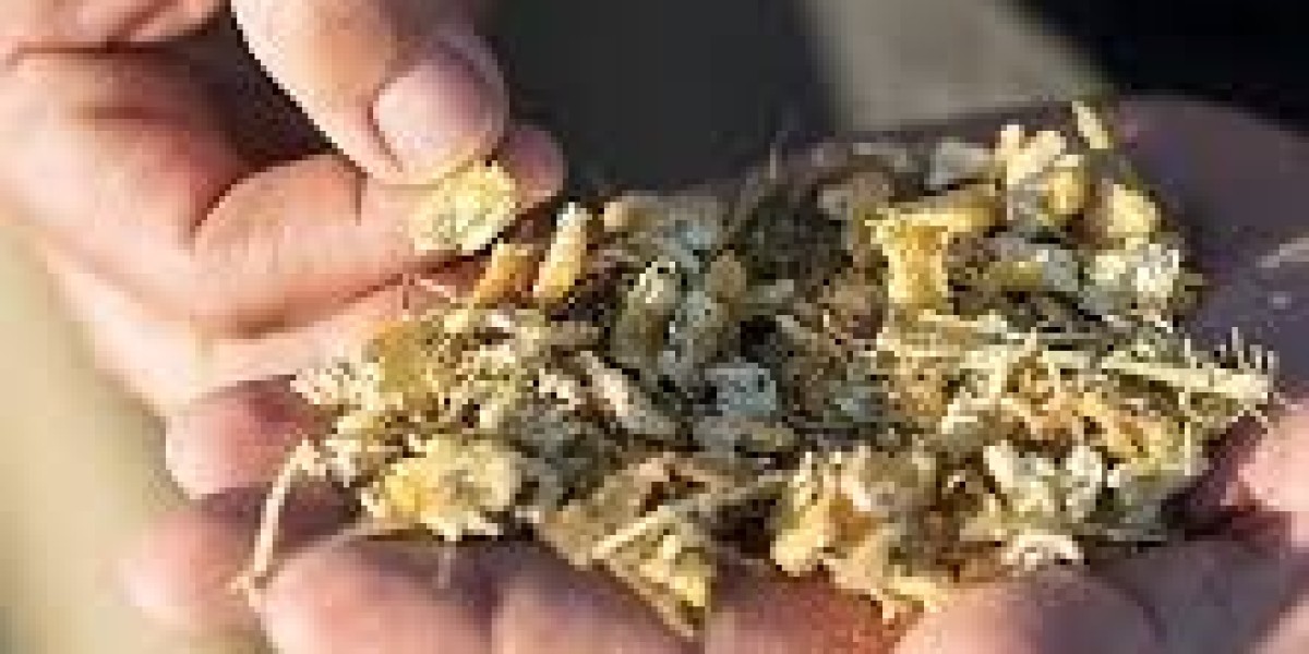Corn Silage Market outlook reveals investment trends across agriculture and animal husbandry sectors