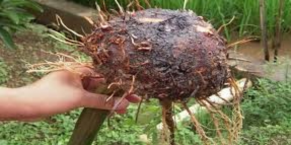 Konjac Market Pricing Trends and Forecast Models Used in 2025
