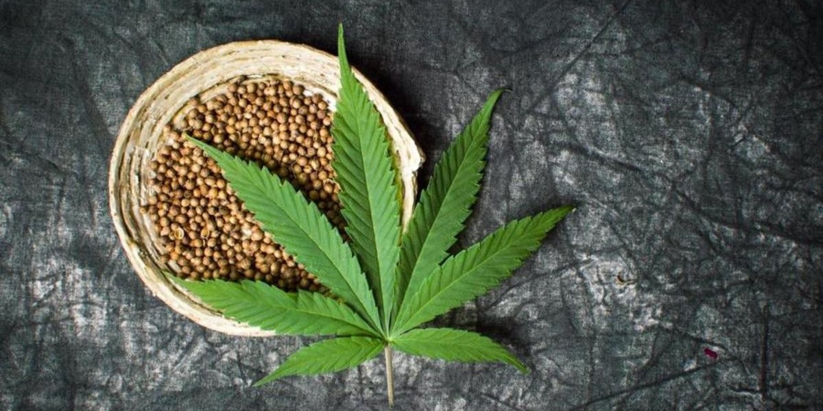 Cannabis Seeds Market Dynamics Evolve with Growing Investment in Research and Development of New Strains