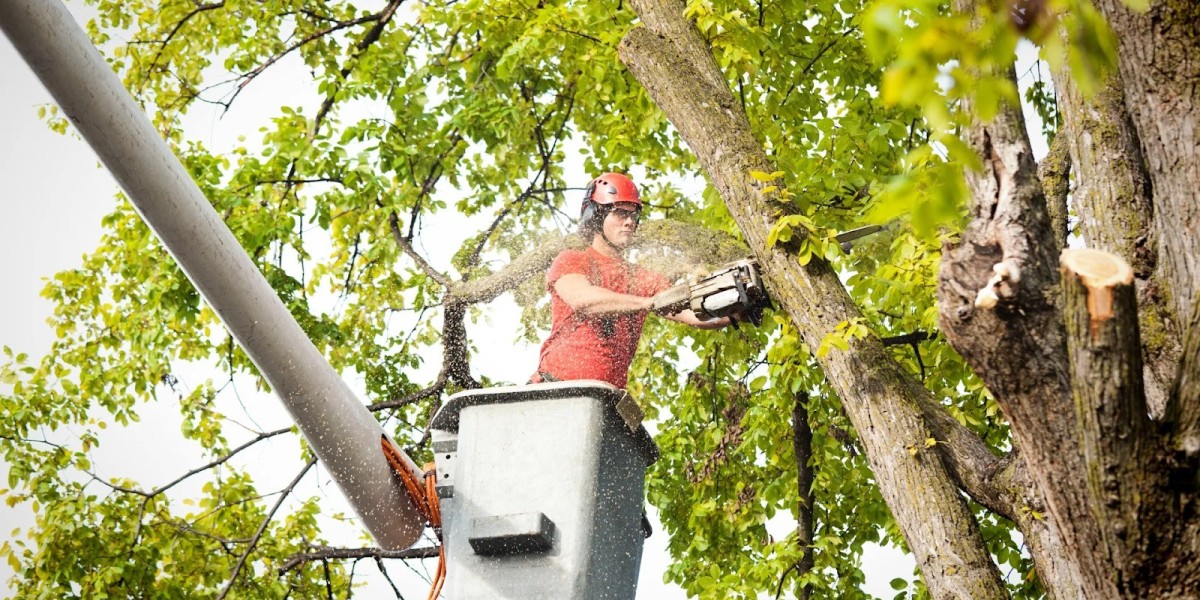 Smart Tree Care Trends: Eco-Friendly Practices for a Greener Future