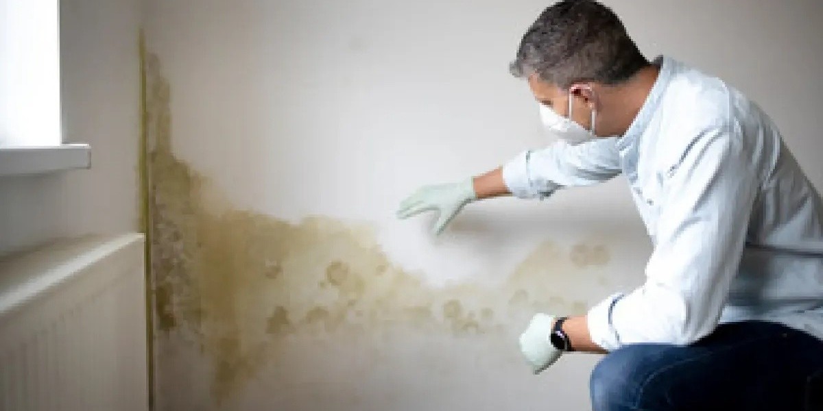 Black Mould Removal Dublin – Safe Elimination by Local Specialists