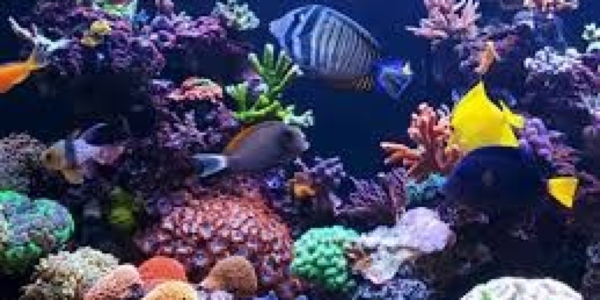 A Complete Guide to Setting Up a Fish Tank 40 Gallons in Size