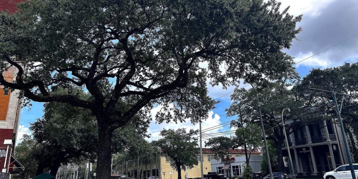 Expert Tree Trimming New Orleans for Healthy Yards