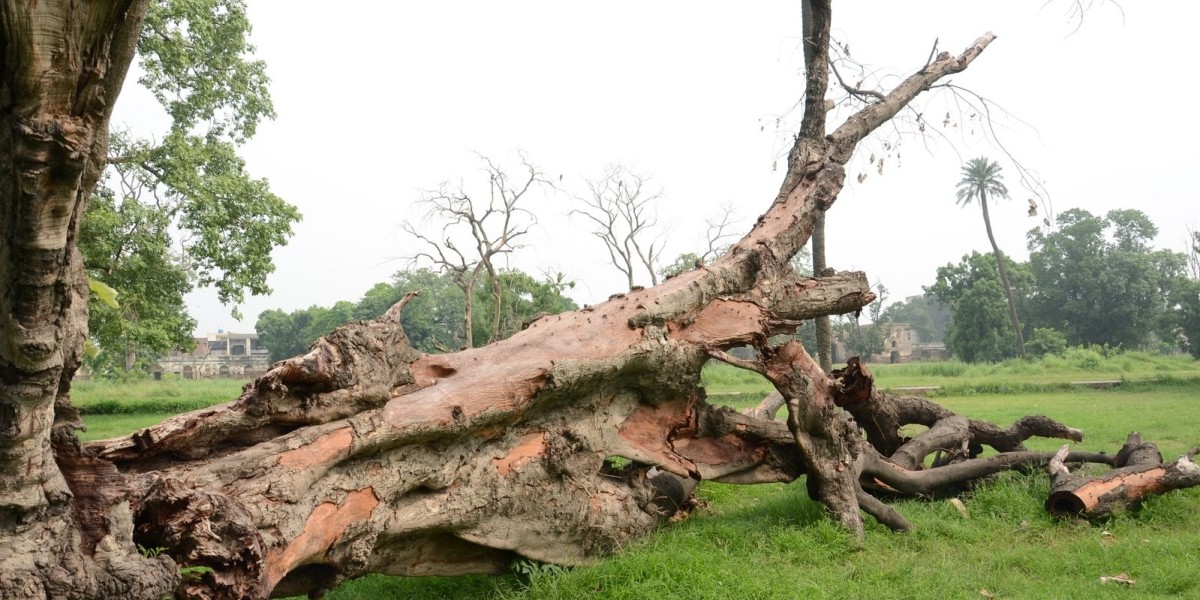 Why Is Deadwood Removal Durham Essential for Trees?