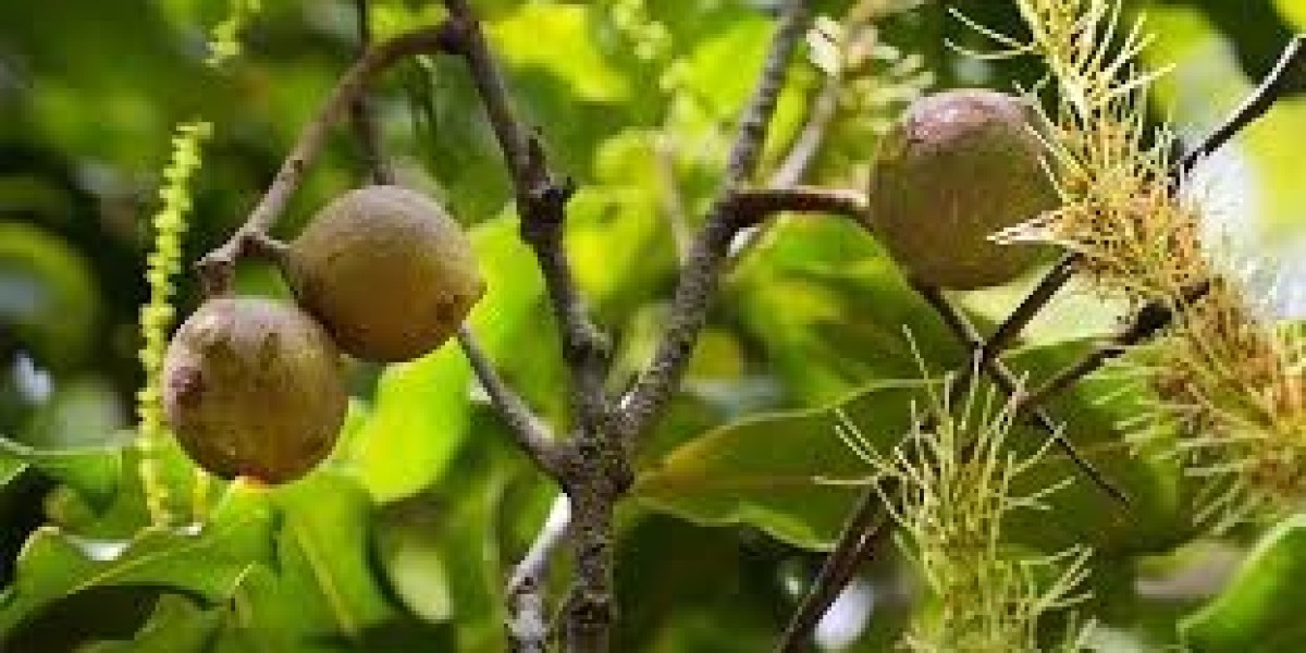 Macadamia Market evolving trade policies and their effect on global supply chains