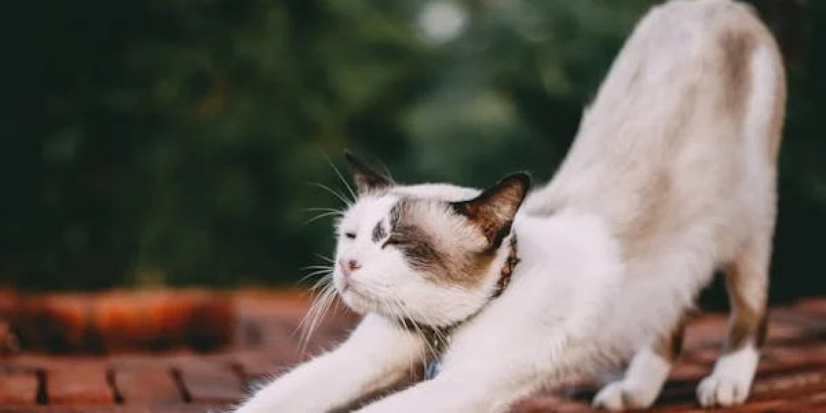 Enhancing Pet Health in Ontario: Prescription Diets for Dogs & Managing Cat Coughing