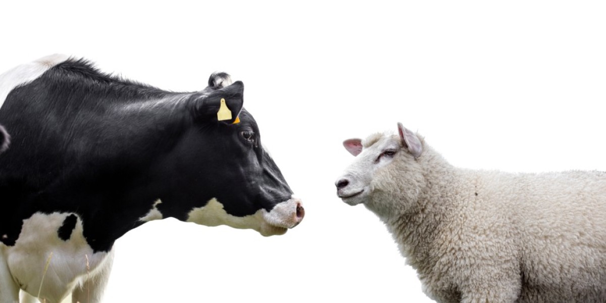 Cattle and Sheep Vaccine Market Developments in Biotech and Animal Disease Prevention Strategies