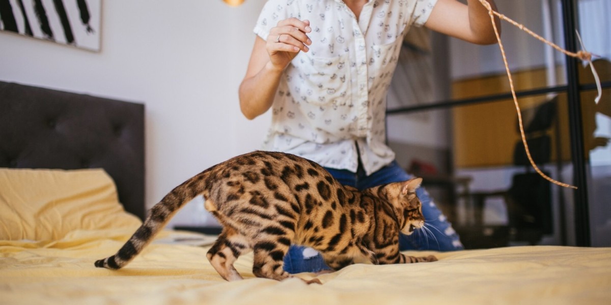 Understanding Bengal Cat Personality: What to Expect