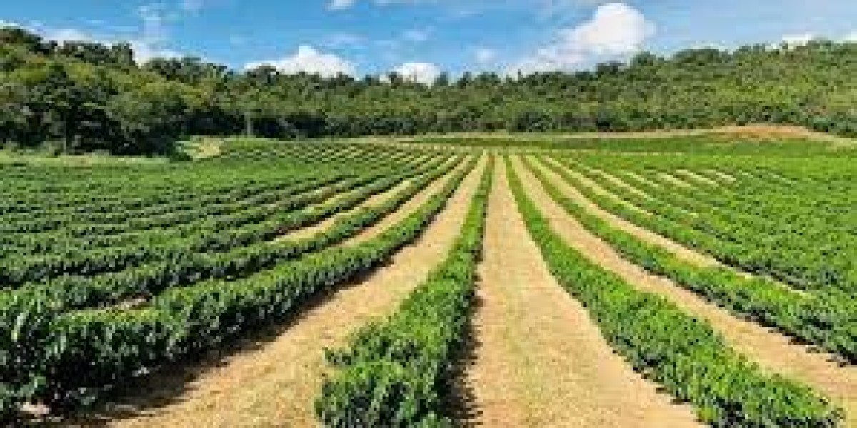 Regenerative Agriculture Market Dynamics Shaping Global Sustainability and Food Security