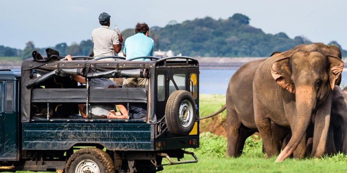 Yala National Park: Sri Lanka's Jewel of the Wild