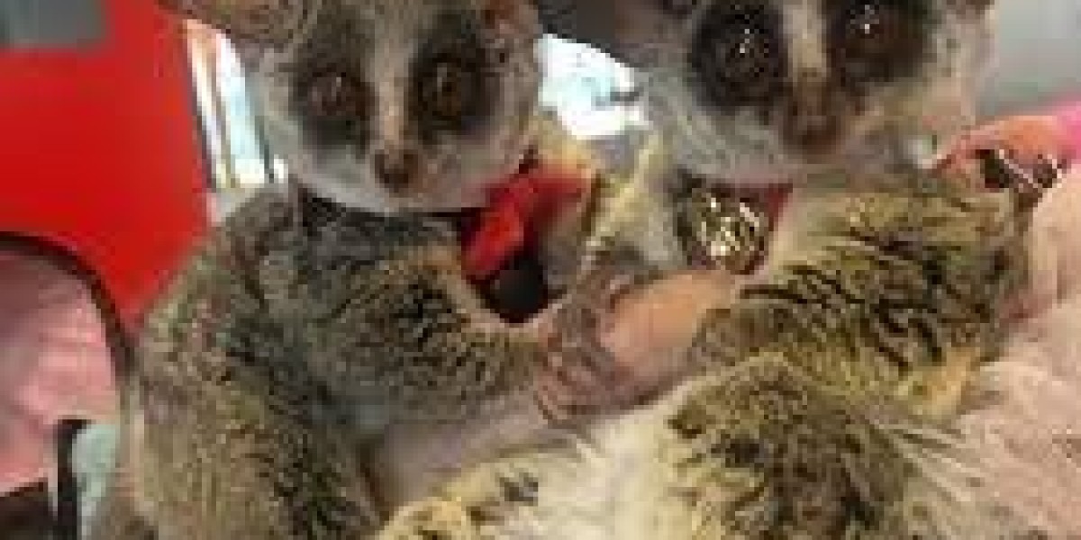Bush Baby for Sale – Buy from Pretty Exotic in the USA & Canada